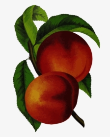 Plant,apple,peach - Vintage Peach Design, HD Png Download, Transparent PNG