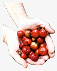 #berries #hands #giving #summer - Natural Foods, HD Png Download, Transparent PNG