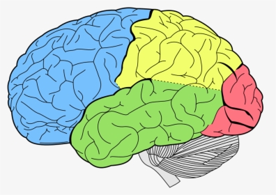 Brain Png High-quality Image - Lobes Of The Brain, Transparent Png, Transparent PNG
