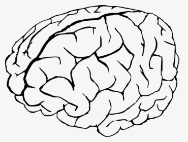 Brain Black And White Clipart, HD Png Download, Transparent PNG