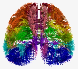 Brain Wiring Diagram, HD Png Download, Transparent PNG