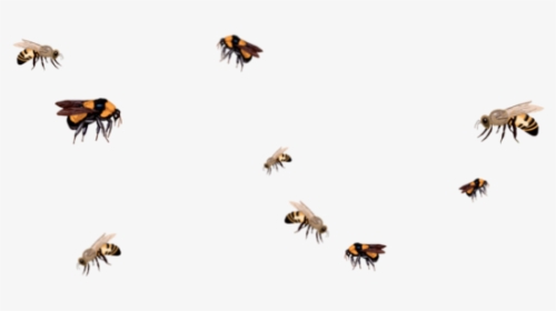 Bee - Aesthetic Bee Drawing Png, Transparent Png, Transparent PNG