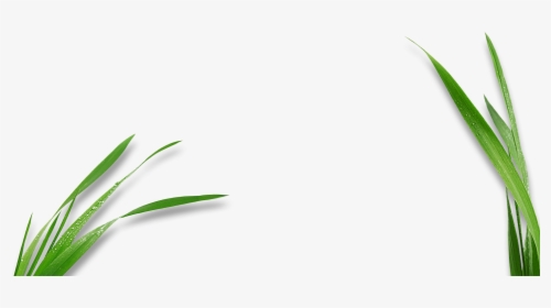 Transparent Corn Stalk Clipart - Corns Leaf For Logo Png, Png Download, Transparent PNG