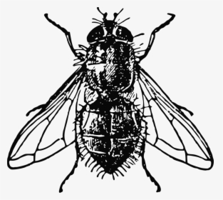Fly,line Art,honey Bee - Fly Image Black And White, HD Png Download, Transparent PNG