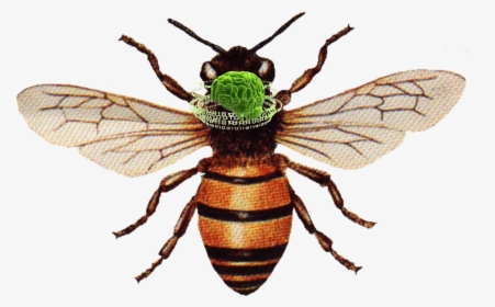 Plans To Upload The Brain Of A Honeybee Into A Flying - Honey Bee, HD Png Download, Transparent PNG