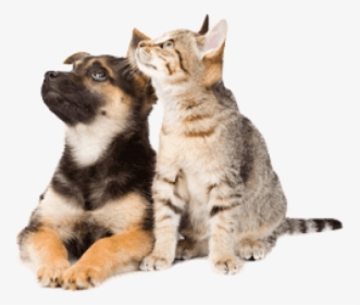 Dog And Cat Png , Png Download - Importance Of Pet Vaccines, Transparent Png, Transparent PNG