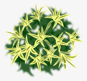 flower plant top view png