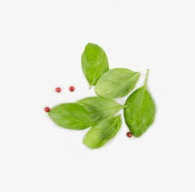 Basil From Top Png - Leaf Top View Png, Transparent Png, Transparent PNG