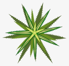Bromelia-05 Clip Arts - Png Top Plants Png, Transparent Png, Transparent PNG