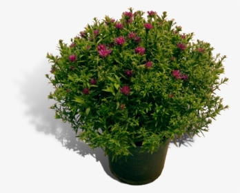 Aster 17cm Pot Productfoto Shadow - Portable Network Graphics, HD Png Download, Transparent PNG