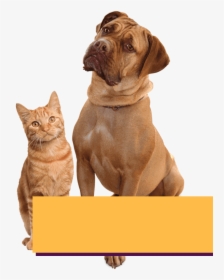 Slider Layer Dog Cat - Cat Dog Png, Transparent Png, Transparent PNG