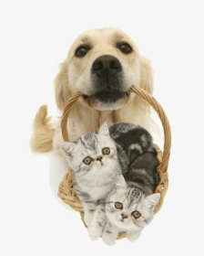 About Sydney Wide Pet Doors - Puppy In A Basket, HD Png Download, Transparent PNG