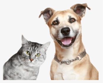 Purina Cat And Dog, HD Png Download, Transparent PNG
