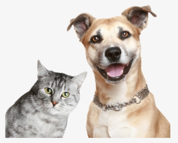 Dog And Cat png download - 512*512 - Free Transparent Cat png Download. -  CleanPNG / KissPNG