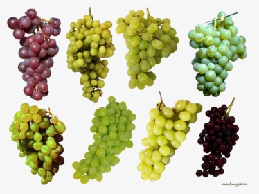 Grape Top View Png - Purple And Green Grapes, Transparent Png, Transparent PNG
