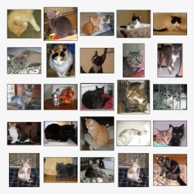 Download - Machine Learning Cats Train And Test, HD Png Download, Transparent PNG