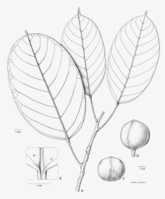 Picture Transparent Blumeodendron Subrotundifolium - Sketch, HD Png Download, Transparent PNG