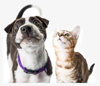 Transparent Vet Clipart Black And White - Dog And Cat Happy, HD Png Download, Transparent PNG