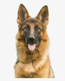 Transparent Dog And Cat Png - German Shepherd Dogs Png, Png Download, Transparent PNG