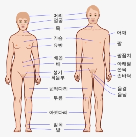 Human Body Outline - Human Body, HD Png Download, Transparent PNG