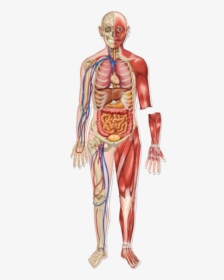 Body Systems In One Body, HD Png Download, Transparent PNG