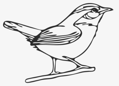 Graphic, Mockingbird, Northern Mockingbird - Northern Mockingbird Drawing, HD Png Download, Transparent PNG