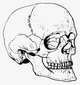 Transparent Big Nose Clipart - Big Skull Head Drawing, HD Png Download, Transparent PNG