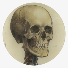 Transparent Skeleton Head Png - Skeleton Head Looking Right, Png Download, Transparent PNG