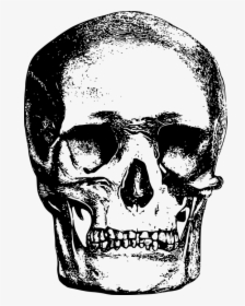 Bone, Head, Skeleton, Skull - Vintage Skull Illustration Png, Transparent Png, Transparent PNG