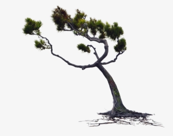 Blowing Wind Png , Png Download - Tree Blowing In The Wind Png, Transparent Png, Transparent PNG