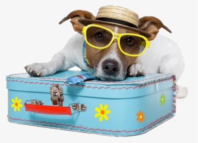 Dog Vacation - Pet Traveling, HD Png Download, Transparent PNG