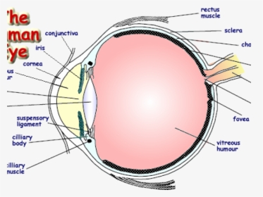 Drawn Eyeball Human Eye - Labelled Diagram Of An Eye, HD Png Download, Transparent PNG