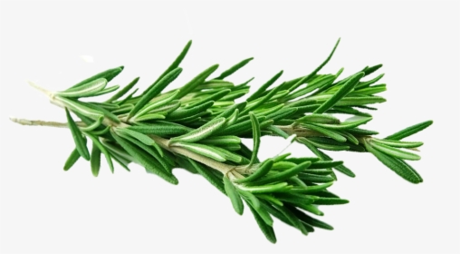 Rosemary Spice Transparent, HD Png Download, Transparent PNG