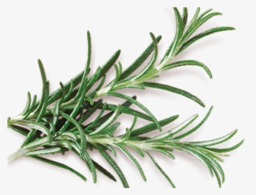 Rosemary - Grass, HD Png Download, Transparent PNG