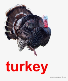 Turkey Bird Transparent Image - Real Picture Of A Turkey, HD Png Download, Transparent PNG