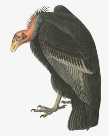Vulture - Turkey Vulture Png, Transparent Png, Transparent PNG