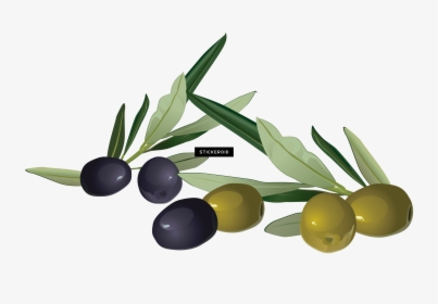 Plant,produce,olive Family,plum Pine,berry,flower,olive - Olive Clipart Png, Transparent Png, Transparent PNG