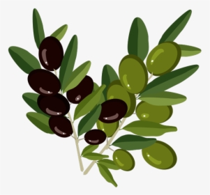Olive Branch Olive Oil - Olive Oil Bottle Sticker, HD Png Download, Transparent PNG