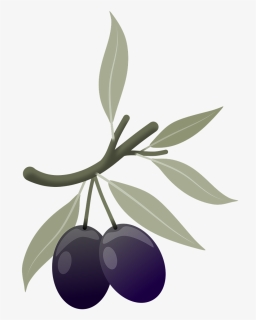 Olives, Fruits, Plant, Branch, Olive Tree, Leaves - Huckleberry, HD Png Download, Transparent PNG