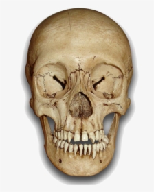 Skull - Human Skull Front Png, Transparent Png, Transparent PNG