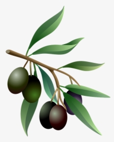 Olives, Oil, Fruits, Olive Tree, Branch, Nature, Plants - Olive Tree Branch Png, Transparent Png, Transparent PNG