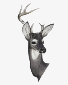 Clip Art Collection Of Free Transparent - Deer Drawing, HD Png Download, Transparent PNG