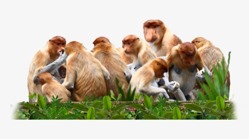 Proboscis Monkeys Are Not A Territorial Species And - Group Of Monkeys Png, Transparent Png, Transparent PNG