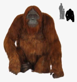 Old Orangutan Images Transparent Background - Orangutans Png, Png Download, Transparent PNG