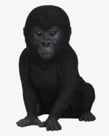 Gorilla Png Download - Baby Gorilla No Background, Transparent Png, Transparent PNG