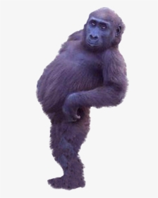 Western Gorilla Common Chimpanzee - Real Monkey Cut Out, HD Png Download, Transparent PNG