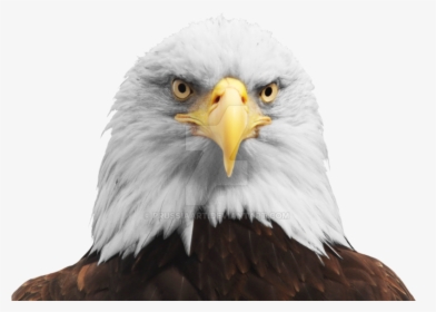 Download Free Png Hd - Eagle Head Transparent Background, Png Download, Transparent PNG