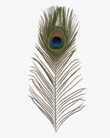 Ef-018 Peacock Feather - Feather, HD Png Download, Transparent PNG