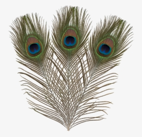 Ef-017 Peacock Feathers - Flightless Bird, HD Png Download, Transparent PNG