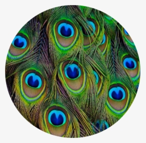 #circle #peacock #feather #feathers #peacockfeather - Peacock Feather Circle, HD Png Download, Transparent PNG